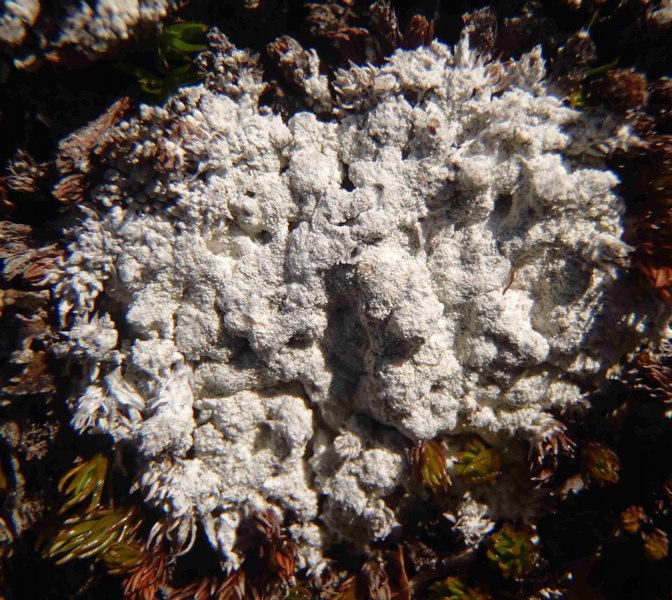 Ochrolechia inaequatula
