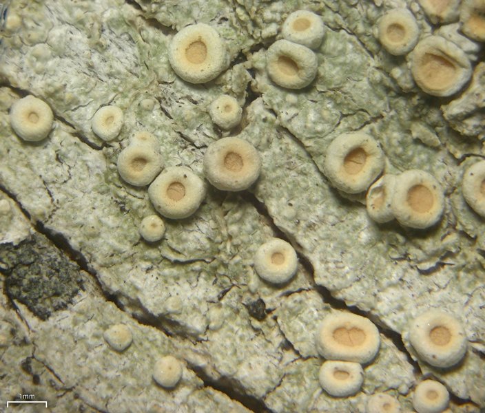 Ochrolechia juvenalis