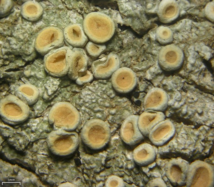 Ochrolechia juvenalis
