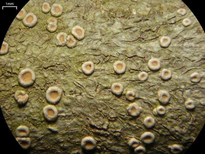 Ochrolechia juvenalis