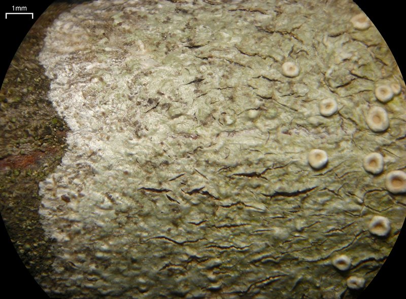 Ochrolechia juvenalis