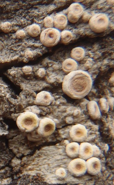 Ochrolechia juvenalis