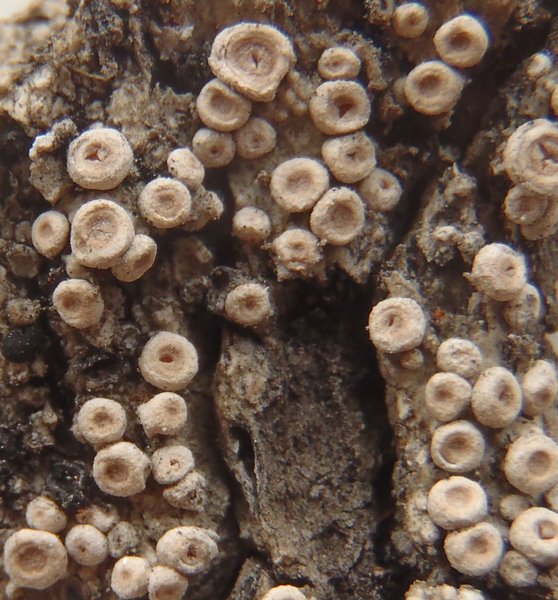 Ochrolechia juvenalis