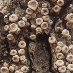 Ochrolechia juvenalis