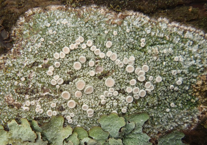 Ochrolechia juvenalis