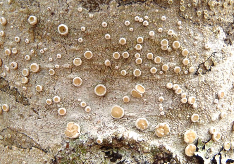 Ochrolechia laevigata