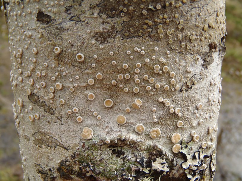Ochrolechia laevigata