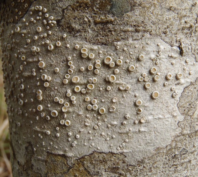Ochrolechia laevigata
