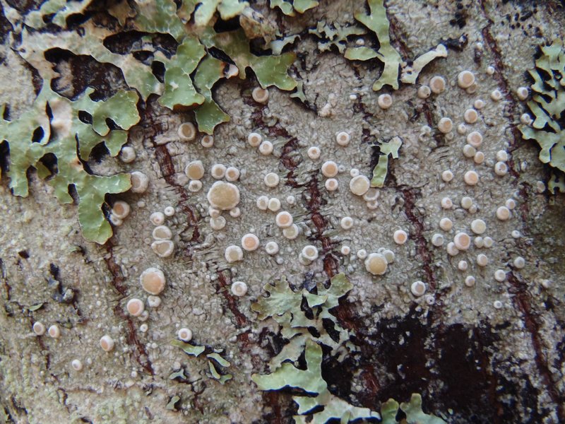 Ochrolechia laevigata