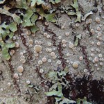 Ochrolechia laevigata