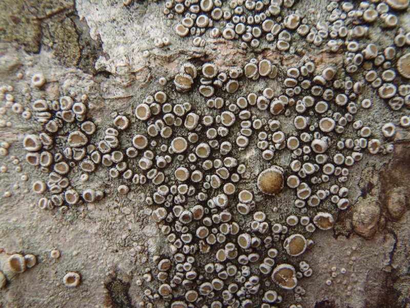 Ochrolechia laevigata