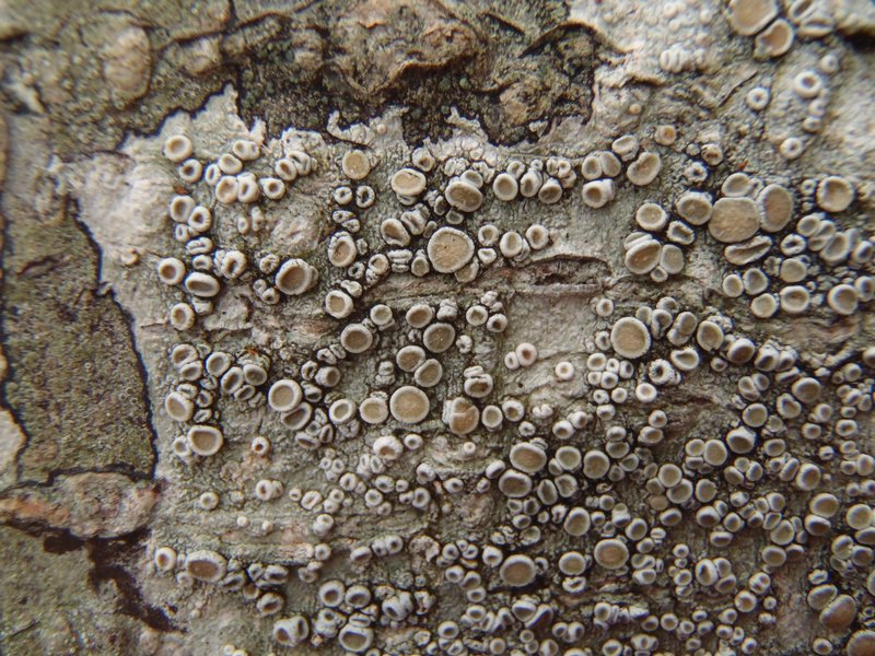 Ochrolechia laevigata