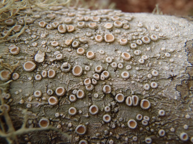 Ochrolechia laevigata