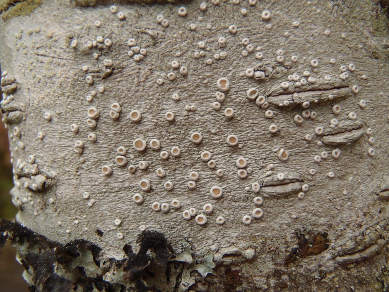 Ochrolechia laevigata