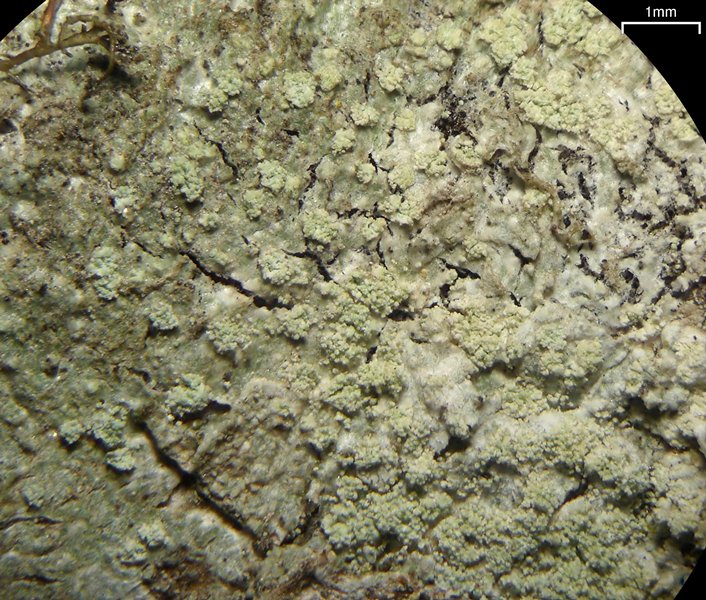 Ochrolechia mahluensis