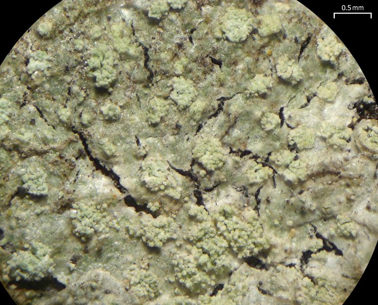 Ochrolechia mahluensis