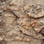 Ochrolechia montana