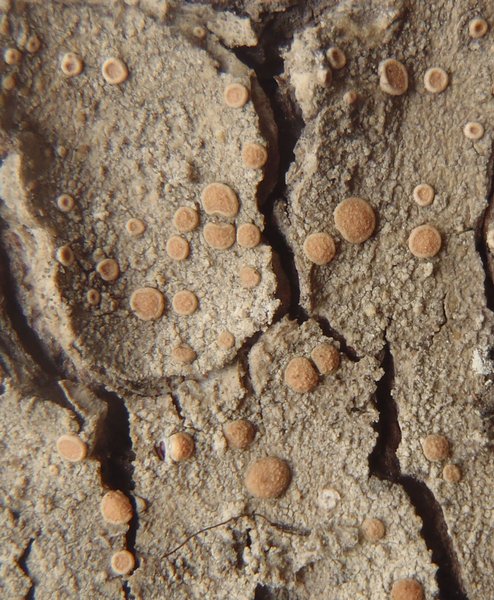 Ochrolechia montana