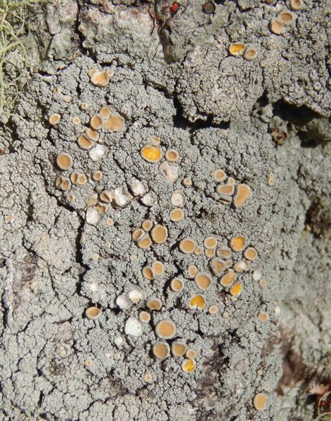 Ochrolechia oregonensis