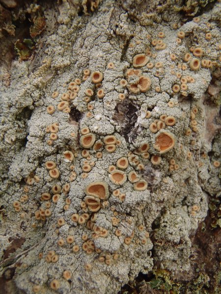 Ochrolechia oregonensis