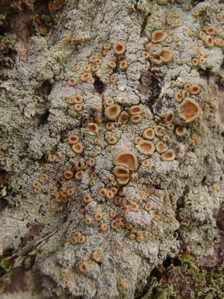 Ochrolechia oregonensis