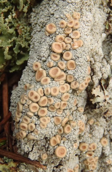 Ochrolechia oregonensis