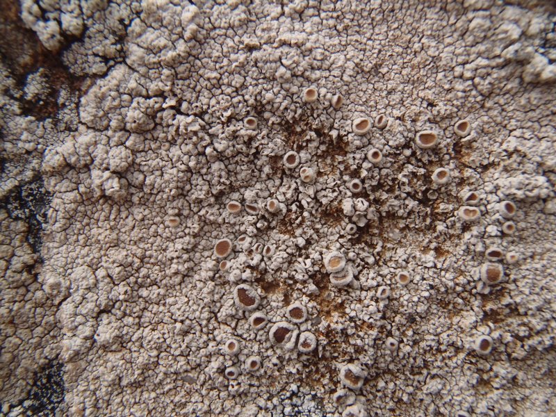 Ochrolechia parella