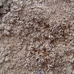 Ochrolechia parella