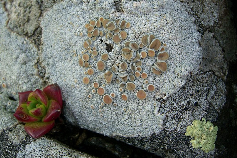 Ochrolechia parella