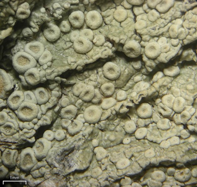 Ochrolechia pseudopallescens