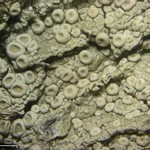 Ochrolechia pseudopallescens