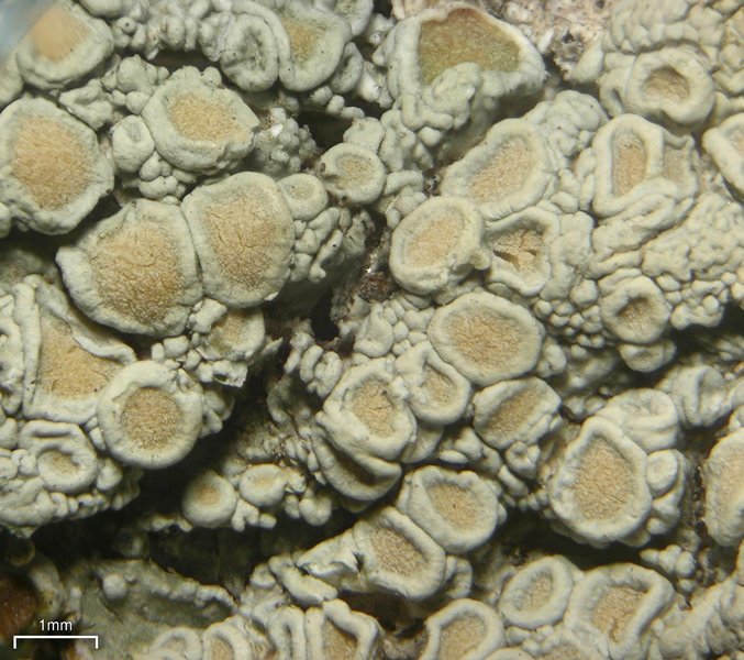 Ochrolechia pseudopallescens