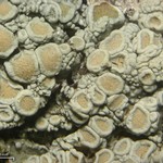 Ochrolechia pseudopallescens