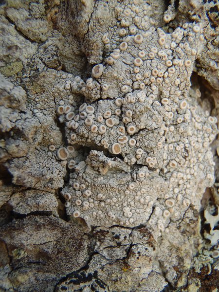 Ochrolechia subathallina