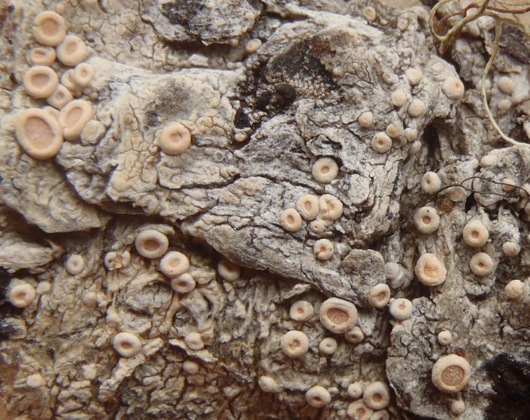 Ochrolechia subathallina