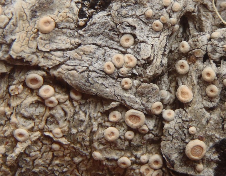 Ochrolechia subathallina