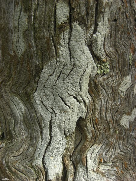 Ochrolechia subisidiata