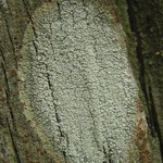 Ochrolechia subisidiata