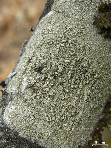 Ochrolechia subpallescens