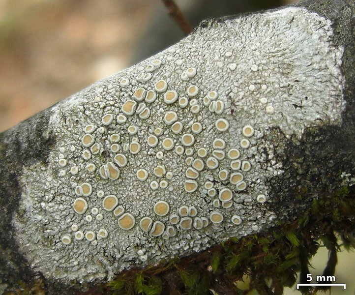 Ochrolechia subpallescens