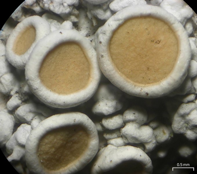 Ochrolechia subpallescens