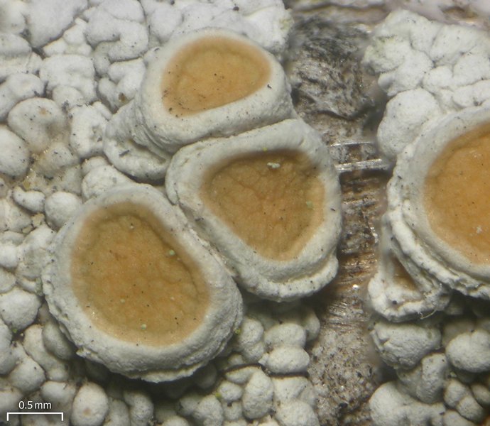 Ochrolechia subpallescens