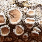 Ochrolechia subpallescens