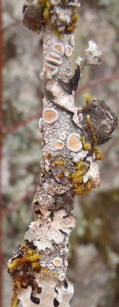 Ochrolechia subpallescens