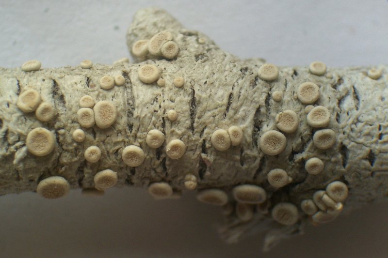 Ochrolechia szatalaënsis