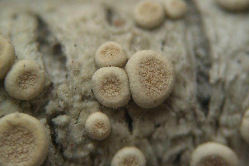 Ochrolechia szatalaënsis