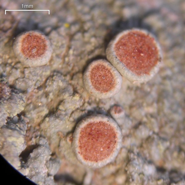 Ochrolechia szatalaënsis