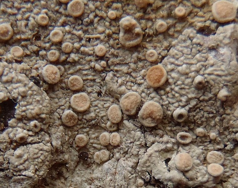 Ochrolechia trochophora var. pruinirosella