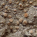 Ochrolechia trochophora var. pruinirosella