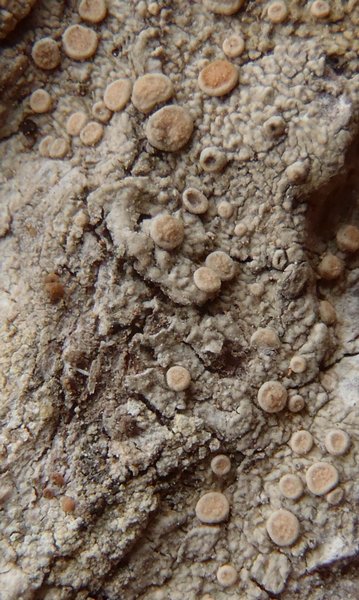 Ochrolechia trochophora var. pruinirosella